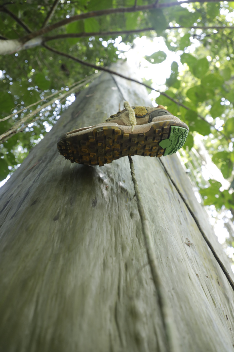 Satorisan proudly presents the Chacrona Amazon Project